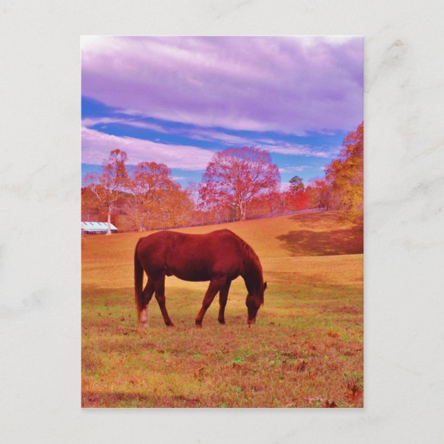 > Brown in a dreamy coloured field Postcard (Front)