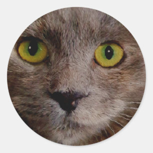 Brown Kitten Oil Paint, Round Stickers