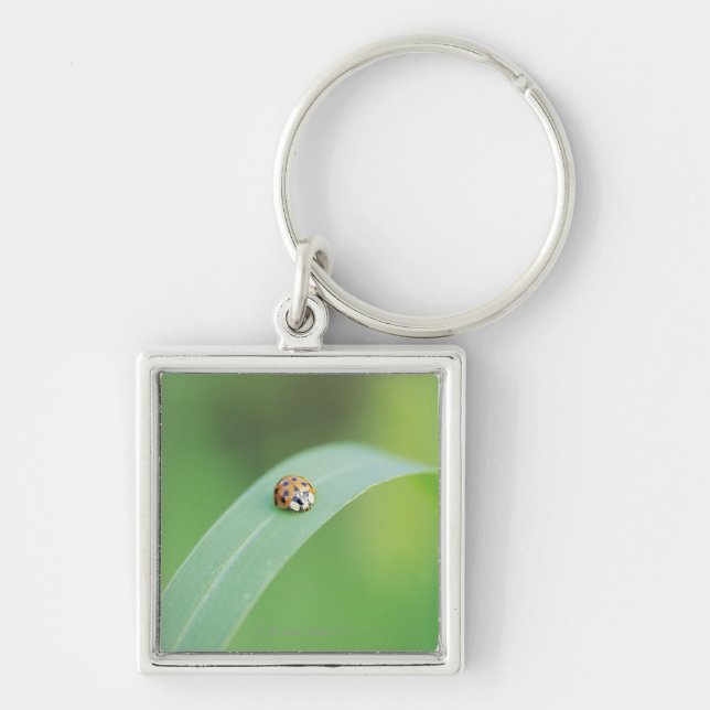 Brown ladybug key ring (Front)