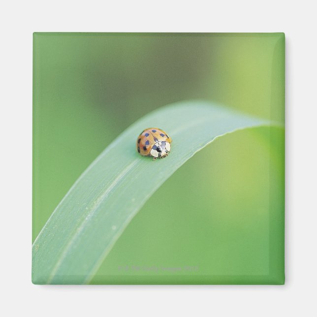 Brown ladybug magnet (Front)