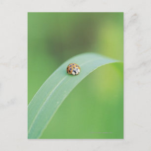 Brown ladybug postcard
