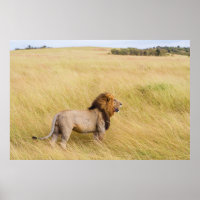 BROWN LION ON GRASS FIELD DURING DAYTIME