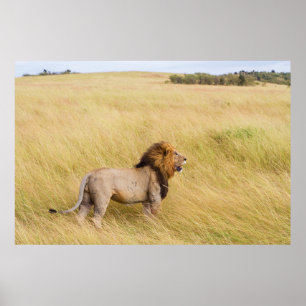 BROWN LION ON GRASS FIELD DURING DAYTIME POSTER