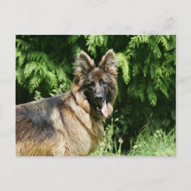 Brown Long Haired German Shepherd 1 Postcard (Front)