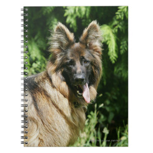Brown Long Haired German Shepherd 1 Spiral Notebook