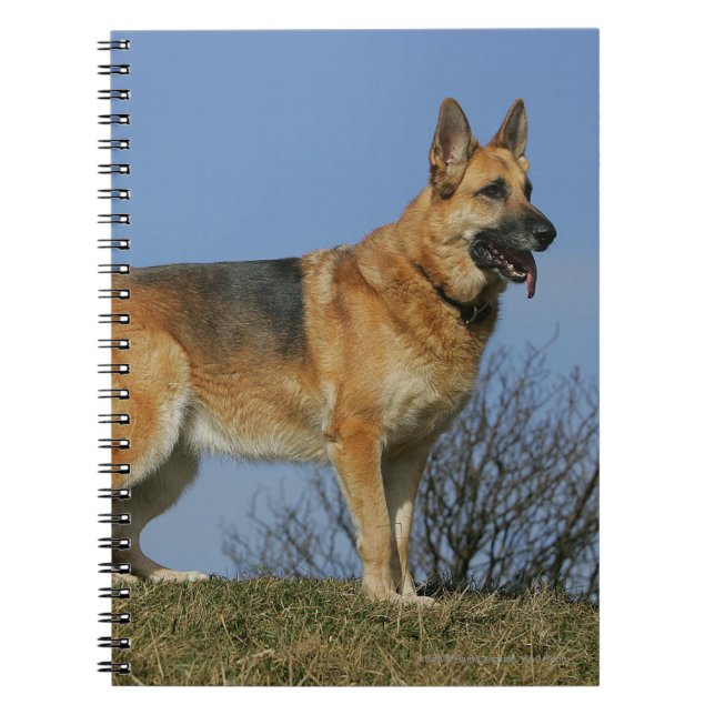 Brown Long Haired German Shepherd 2 Notebook (Front)