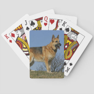 Brown Long Haired German Shepherd 2 Playing Cards
