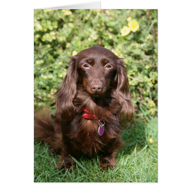 Brown Long-haired Miniature Dachshund (Front)
