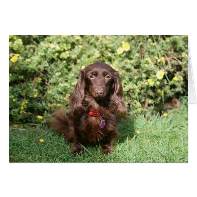 Brown Long-haired Miniature Dachshund (Front Horizontal)