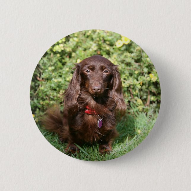 Brown Long-haired Miniature Dachshund 6 Cm Round Badge (Front)