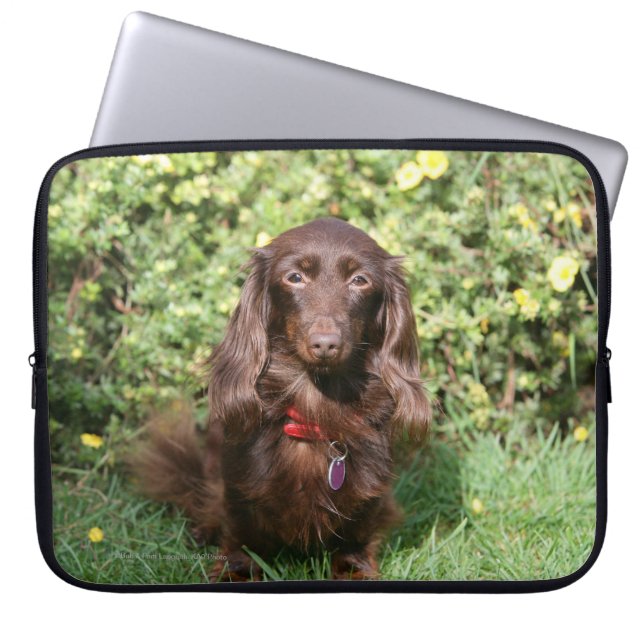 Brown Long-haired Miniature Dachshund Laptop Sleeve (Front)