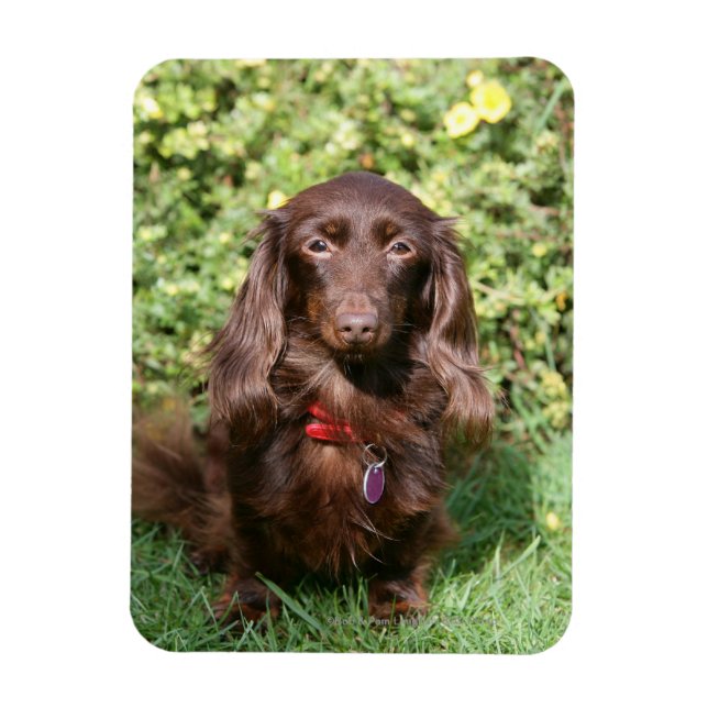 Brown Long-haired Miniature Dachshund Magnet (Vertical)