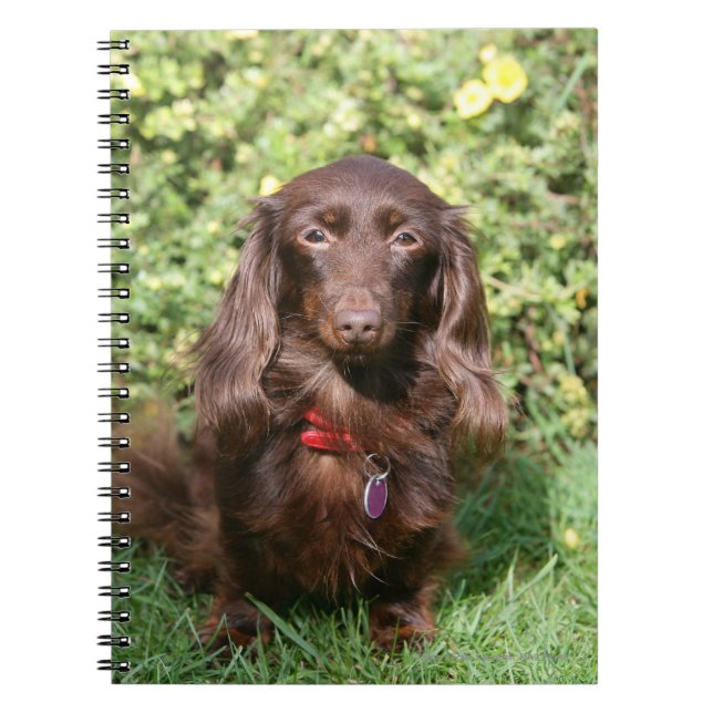 Brown Long-haired Miniature Dachshund Notebook (Front)
