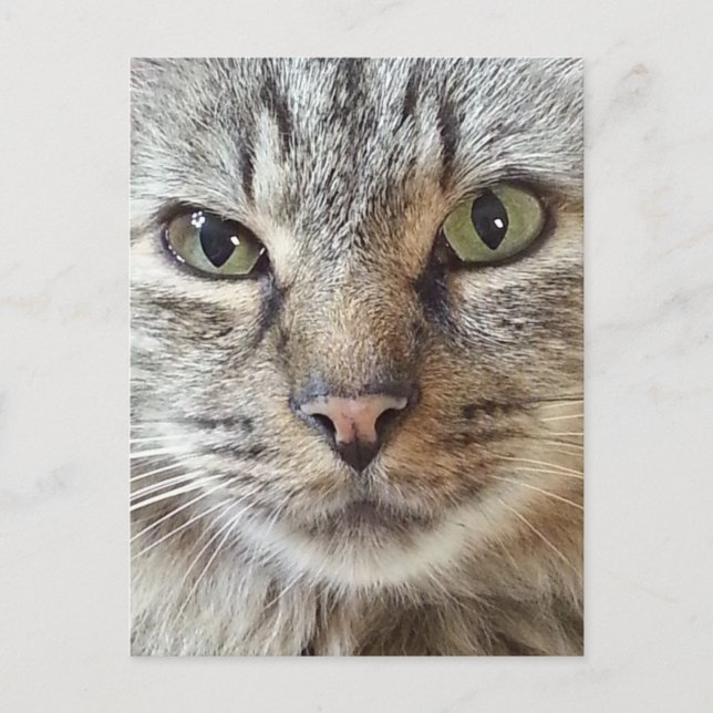 Brown Longhair Tabby Cat Postcard (Front)