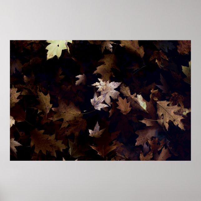 BROWN MAPLE LEAVES POSTER (Front)