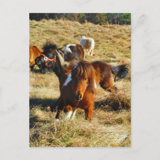 Brown miniature horses running postcard