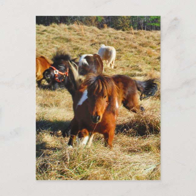 Brown miniature horses running postcard (Front)