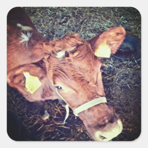 Brown moo cow square sticker