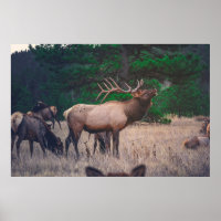 BROWN MOOSE NEAR GREEN TREE AT DAYTIME