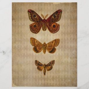 Brown Moths Vintage  Scrapbook Paper