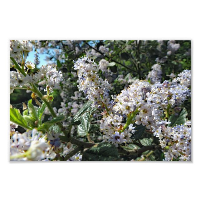 Brown Mountain Photo Print (Front)