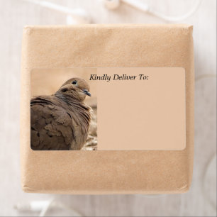 Brown Mourning Dove Bird With Head Cocked / Beige