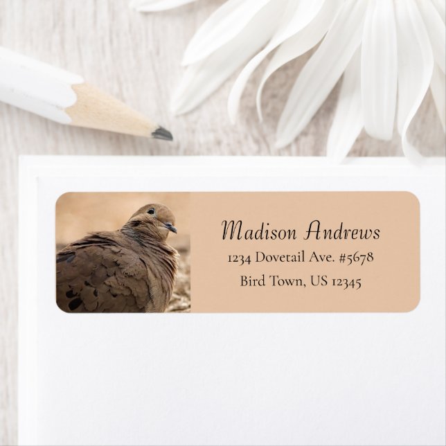 Brown Mourning Dove Bird With Head Cocked / Beige (Insitu)