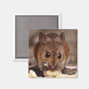 Brown Mouse Eating Peanuts Magnet
