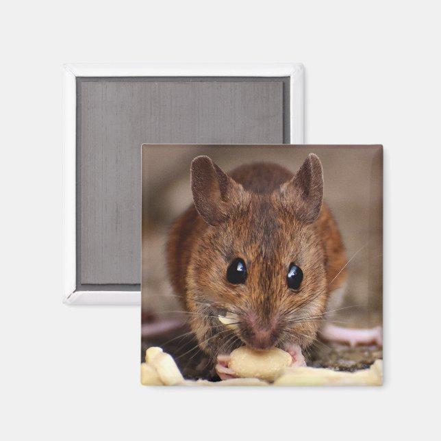 Brown Mouse Eating Peanuts Magnet (Front/Back)