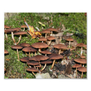 Brown Mushrooms Moss 10x8 Nature  Photo Print