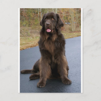 Brown Newfie Postcard