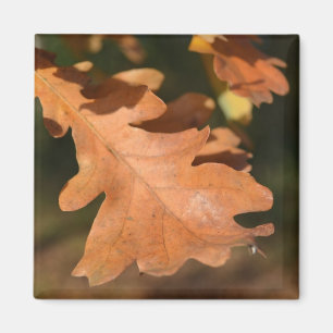 Brown Oak Leaf Magnet
