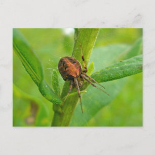 Brown Orange Araneus (?) Spider Postcard