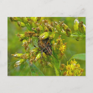 Brown Orange Araneus (?) Spider Postcard
