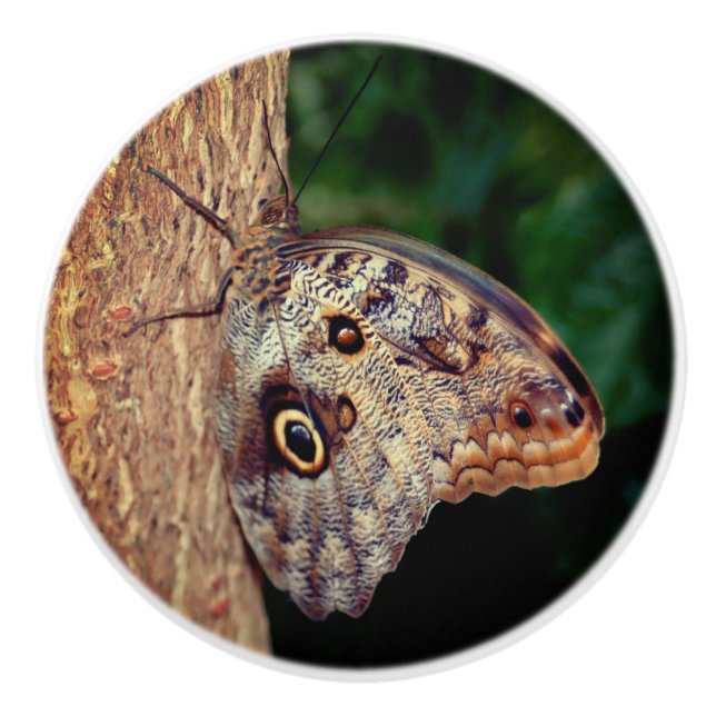 Brown Owl Butterfly Close Up  Ceramic Knob (Front)