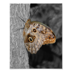 Brown Owl Butterfly Partial Colour 8x10 Photo Print