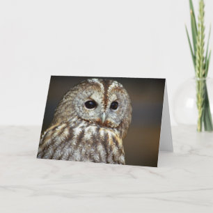 Brown Owl Greeting Card