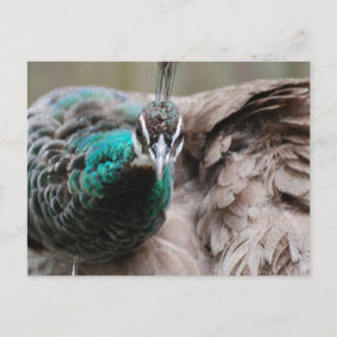 Brown Peacock Postcard