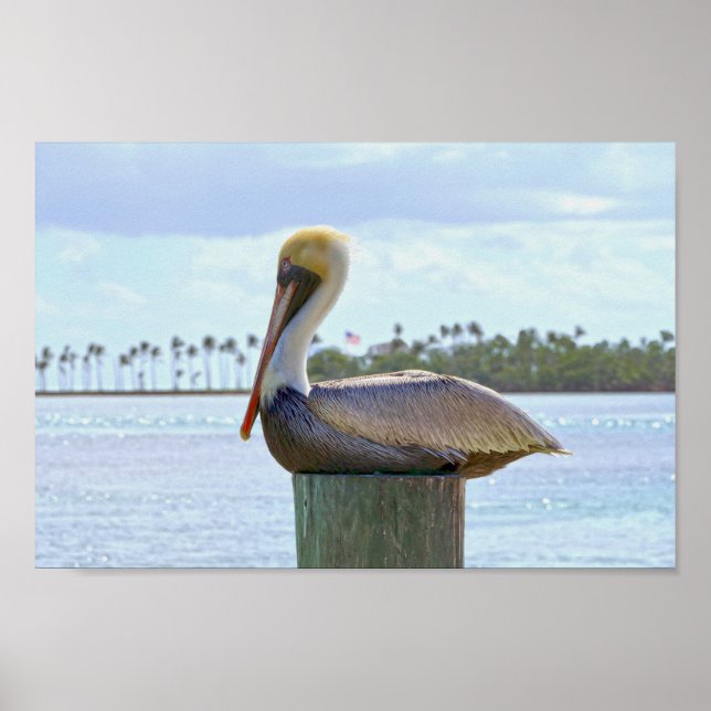 Brown Pelican and Palm Trees Poster (Front)