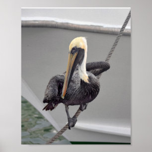 Brown Pelican Balancing on a Rope, Florida Poster
