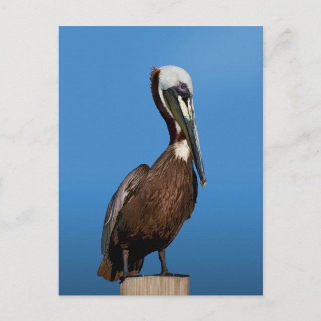Brown Pelican Bird on a Post Postcard (Front)