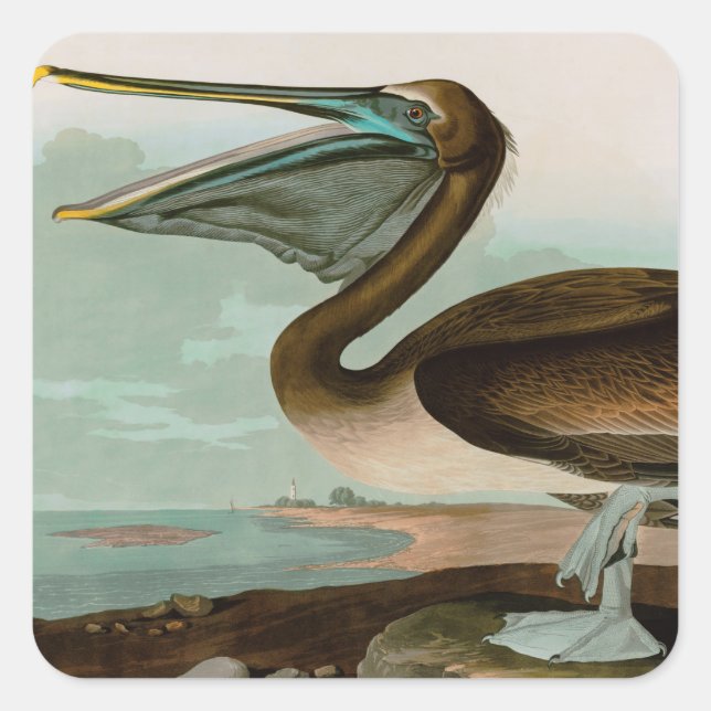 Brown Pelican Birds of America Audubon Print Square Sticker (Front)