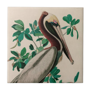 Brown Pelican Birds of America Audubon Print Tile