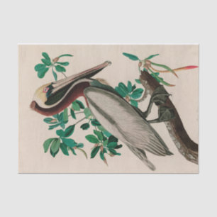 Brown Pelican Birds of America Audubon Print Tissue Paper