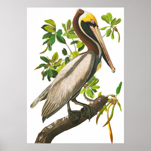 Brown Pelican by John James Audubon Poster (Front)