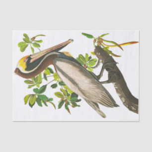 Brown Pelican by John James Audubon Tissue Paper
