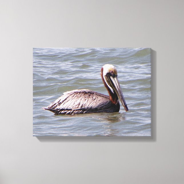 Brown Pelican canvas print (Front)