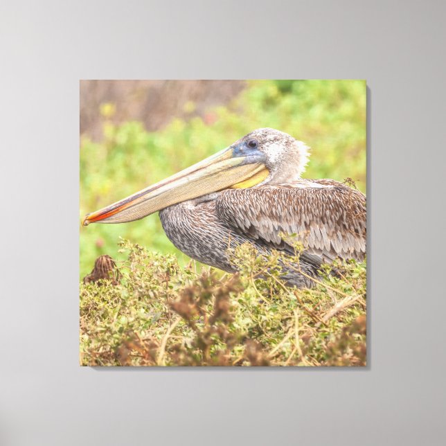 Brown Pelican Canvas Print (Front)