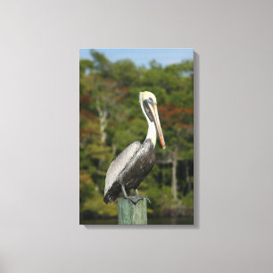 Brown Pelican Canvas Print