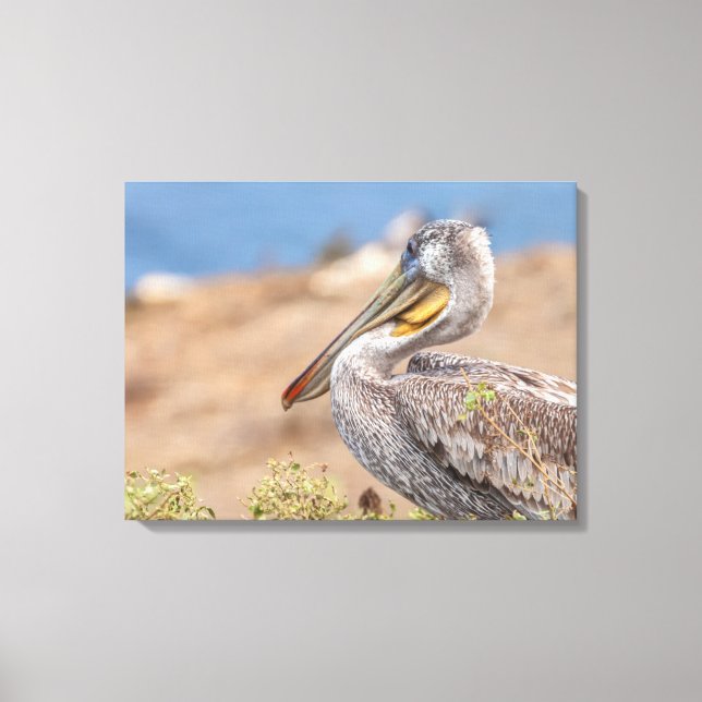 Brown Pelican Canvas Print (Front)
